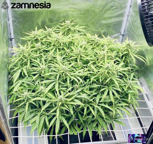 Tropicana Cookies  🍓🍍🍊🍒🍪. Week 9