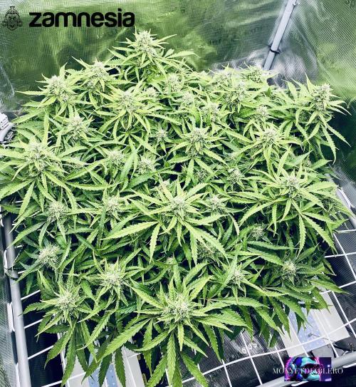 Tropicana Cookies  🍓🍍🍊🍒🍪. Week 10