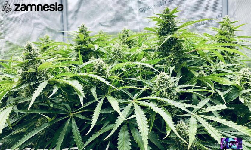 Tropicana Cookies  🍓🍍🍊🍒🍪. Week 10