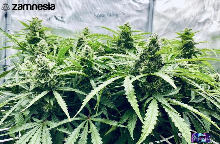 Tropicana Cookies  🍓🍍🍊🍒🍪. Week 10