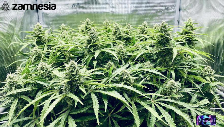 Tropicana Cookies  🍓🍍🍊🍒🍪. Week 10