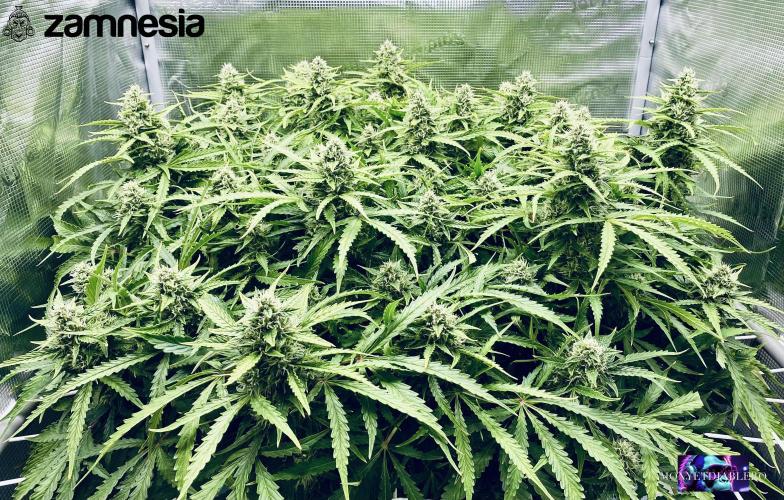 Tropicana Cookies  🍓🍍🍊🍒🍪. Week 10