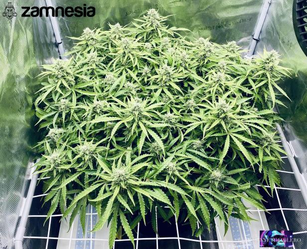 Tropicana Cookies  🍓🍍🍊🍒🍪. Week 10