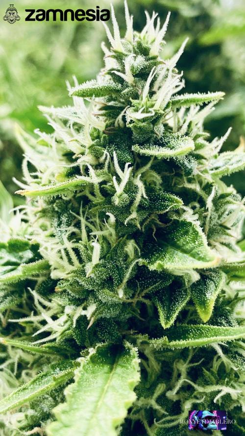 Tropicana Cookies  🍓🍍🍊🍒🍪. Week 11