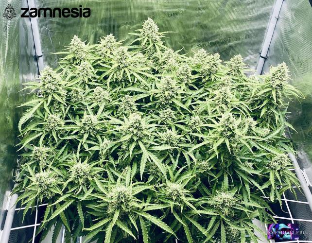 Tropicana Cookies  🍓🍍🍊🍒🍪. Week 11