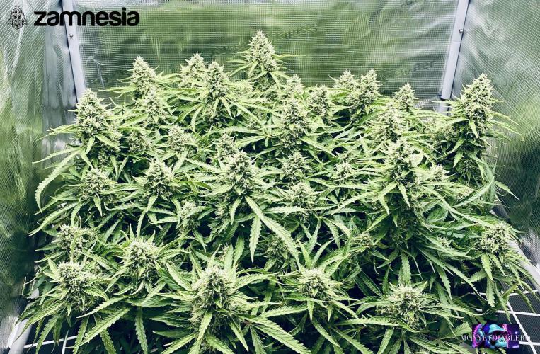 Tropicana Cookies  🍓🍍🍊🍒🍪. Week 11