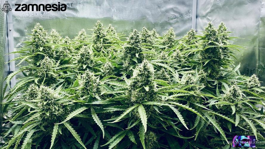 Tropicana Cookies  🍓🍍🍊🍒🍪. Week 11