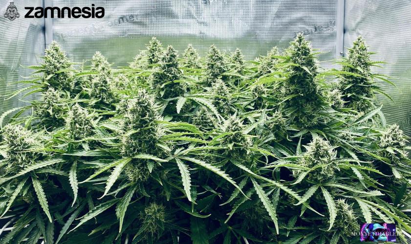 Tropicana Cookies  🍓🍍🍊🍒🍪. Week 11