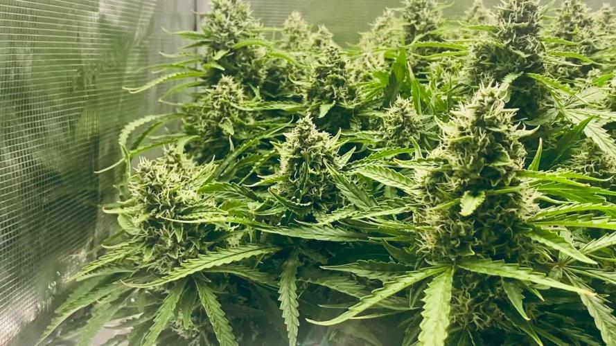 Tropicana Cookies 🍓🍍🍊🍒🍪