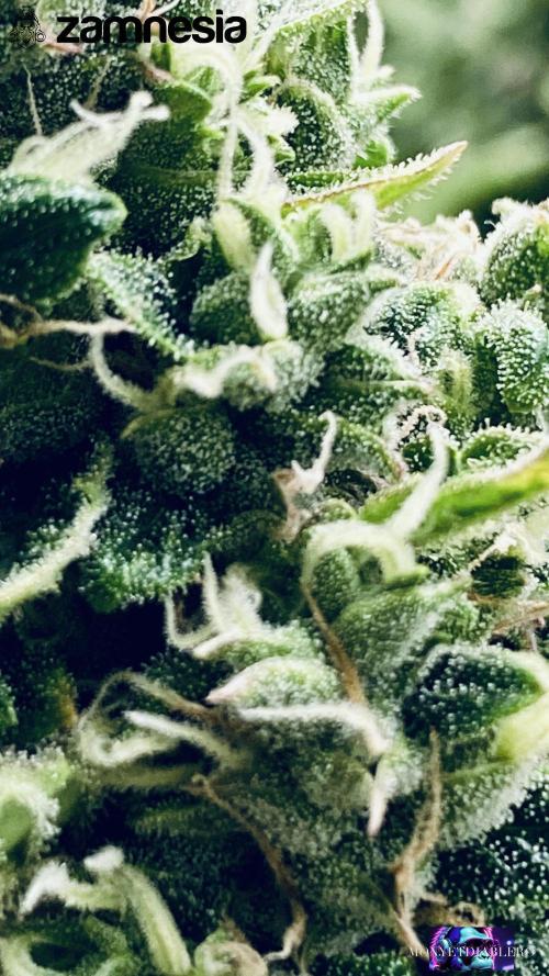 Tropicana Cookies  🍓🍍🍊🍒🍪. Week 12