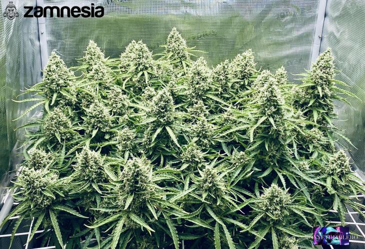 Tropicana Cookies  🍓🍍🍊🍒🍪. Week 12