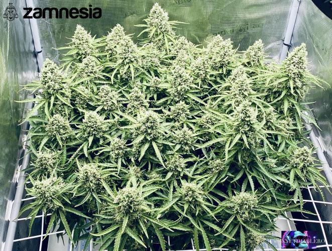 Tropicana Cookies  🍓🍍🍊🍒🍪. Week 12