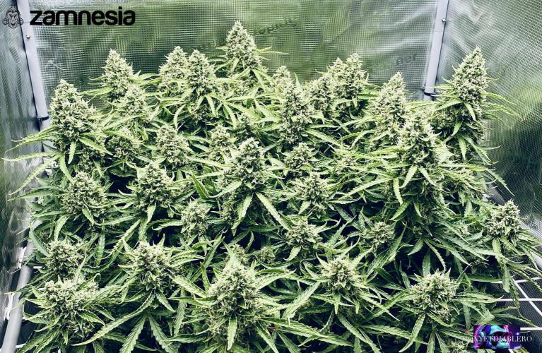 Tropicana Cookies  🍓🍍🍊🍒🍪. Week 12