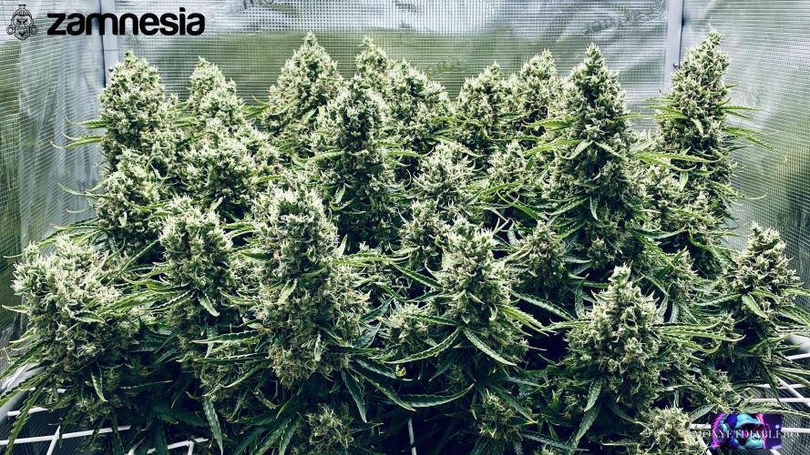 Tropicana Cookies  🍓🍍🍊🍒🍪. Week 13