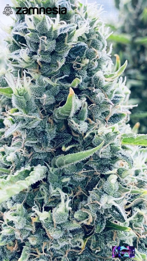 Tropicana Cookies  🍓🍍🍊🍒🍪. Week 13