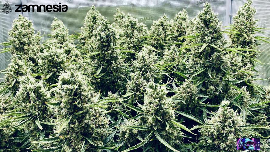 Tropicana Cookies  🍓🍍🍊🍒🍪. Week 13