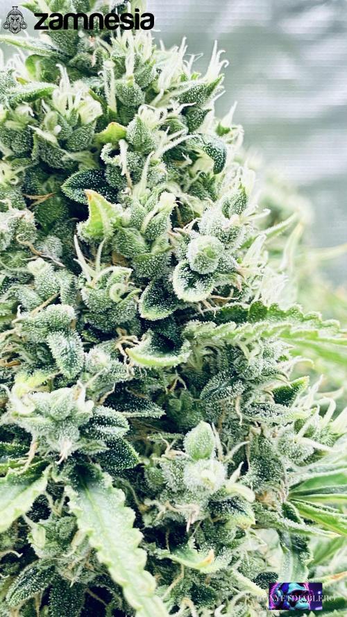 Tropicana Cookies  🍓🍍🍊🍒🍪. Week 13