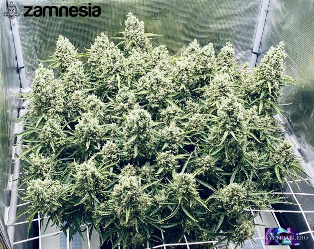 Tropicana Cookies  🍓🍍🍊🍒🍪. Week 13