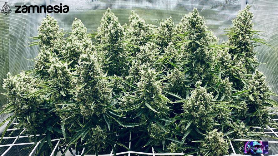 Tropicana Cookies  🍓🍍🍊🍒🍪. Week 13