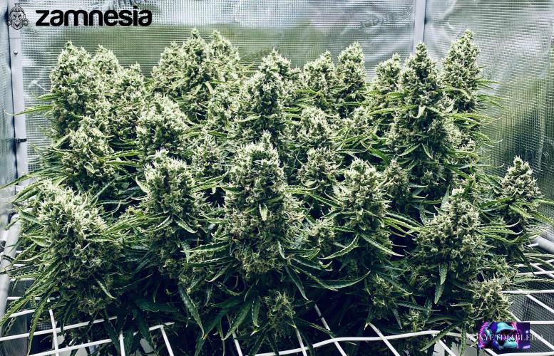 Tropicana Cookies  🍓🍍🍊🍒🍪. Week 13