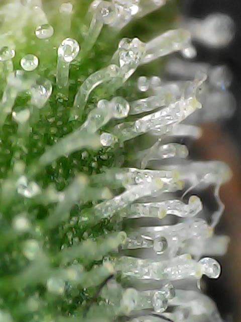 Tropicana Cookies  🍓🍍🍊🍒🍪. Week 13