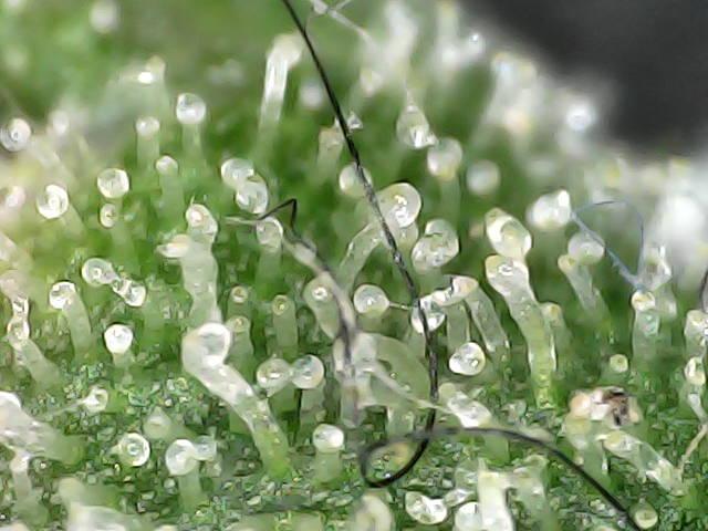 Tropicana Cookies  🍓🍍🍊🍒🍪. Week 13