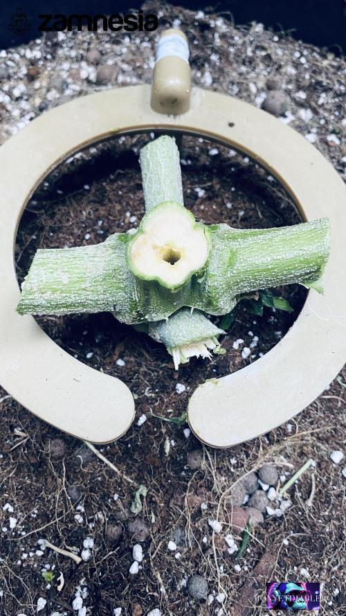 Tropicana Cookies  🍓🍍🍊🍒🍪. Week 14