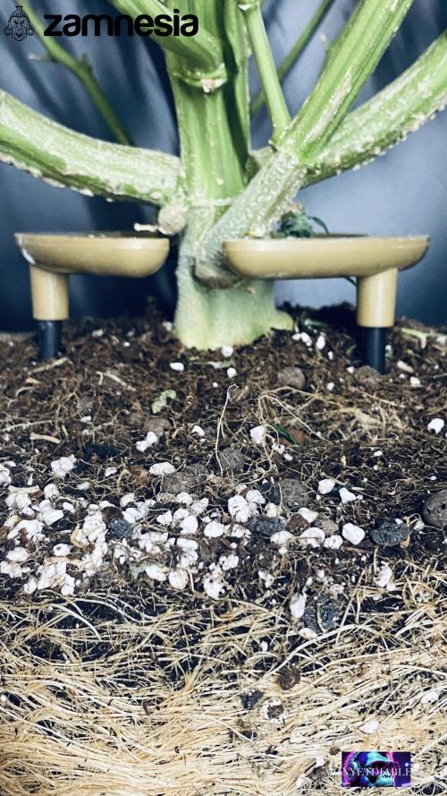 Tropicana Cookies  🍓🍍🍊🍒🍪. Week 14