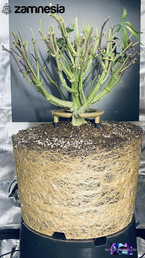 Tropicana Cookies  🍓🍍🍊🍒🍪. Week 14