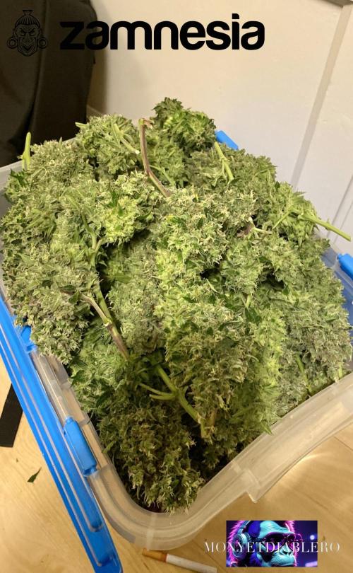 Tropicana Cookies  🍓🍍🍊🍒🍪. Week 14