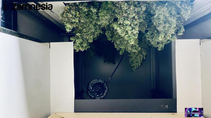 Tropicana Cookies  🍓🍍🍊🍒🍪. Week 14