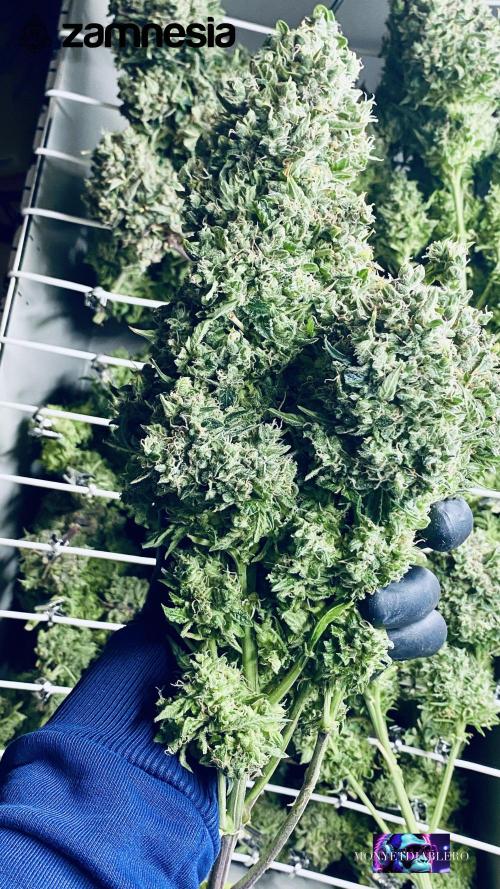 Tropicana Cookies  🍓🍍🍊🍒🍪. Week 14