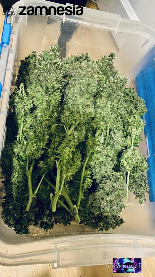 Tropicana Cookies  🍓🍍🍊🍒🍪. Week 14