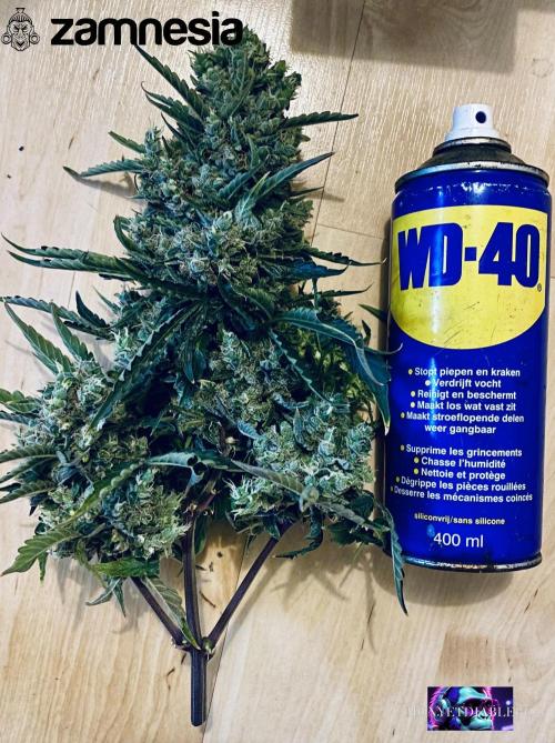 Tropicana Cookies  🍓🍍🍊🍒🍪. Week 14