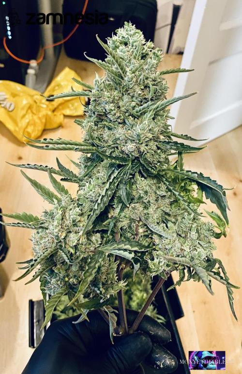 Tropicana Cookies  🍓🍍🍊🍒🍪. Week 14