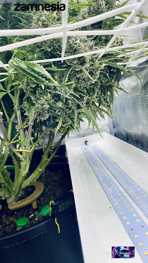 Tropicana Cookies  🍓🍍🍊🍒🍪. Week 14