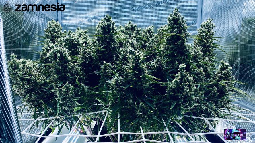 Tropicana Cookies  🍓🍍🍊🍒🍪. Week 14