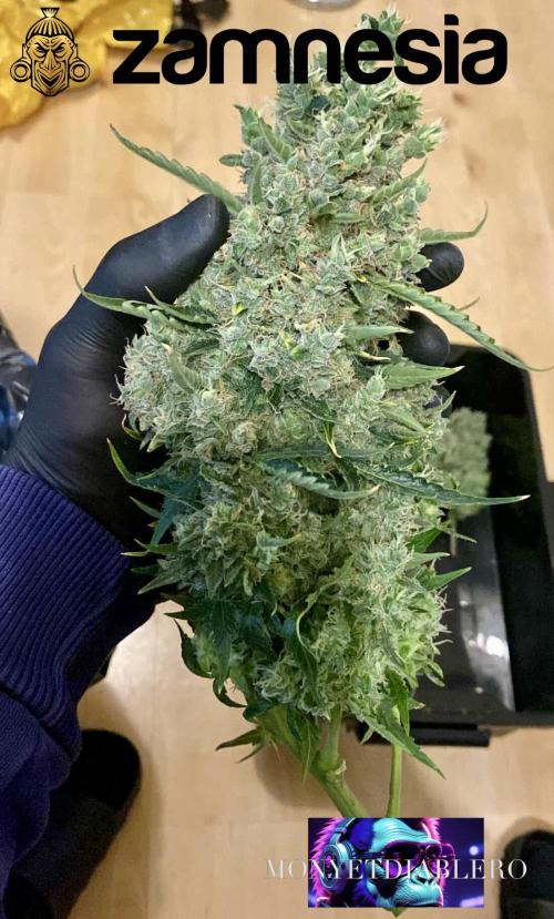 Tropicana Cookies  🍓🍍🍊🍒🍪. Week 14