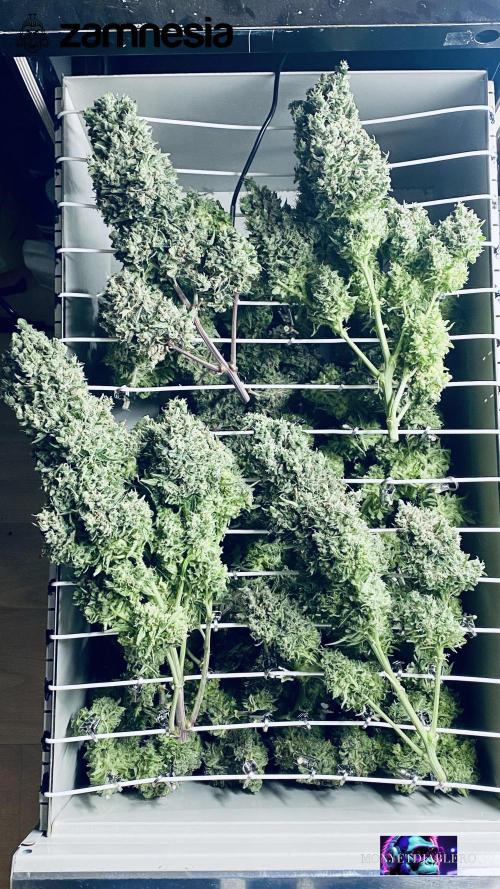 Tropicana Cookies  🍓🍍🍊🍒🍪. Week 14