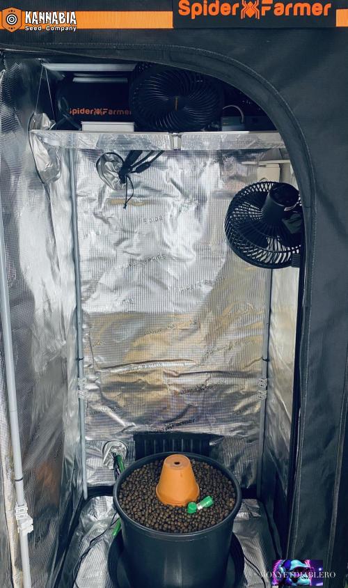 Do si Dos 🍬 🥜 🍋 🌿 🍪. Week 0