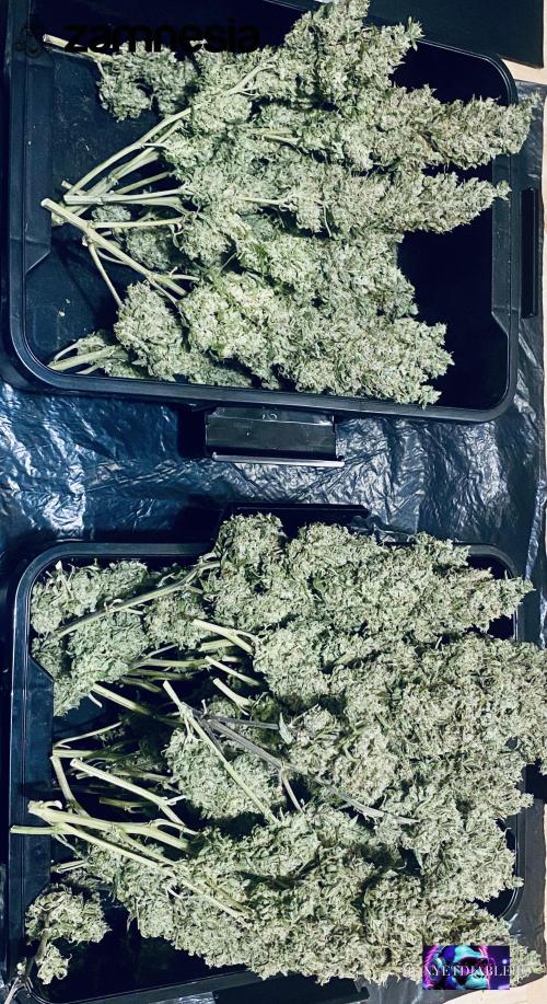 Tropicana Cookies  🍓🍍🍊🍒🍪. Week 13