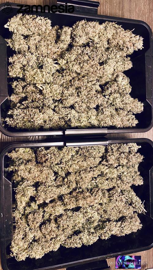 Tropicana Cookies  🍓🍍🍊🍒🍪. Week 13