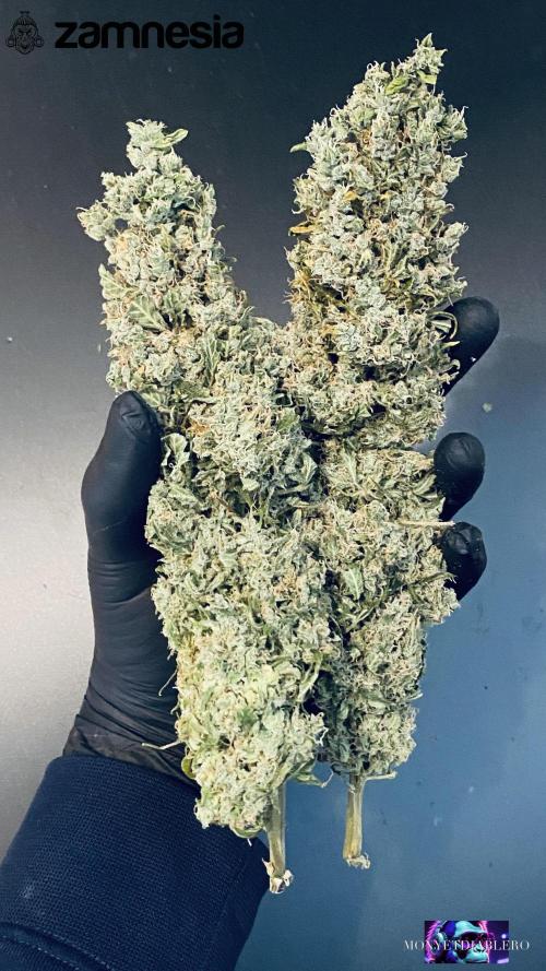 Tropicana Cookies  🍓🍍🍊🍒🍪. Week 13