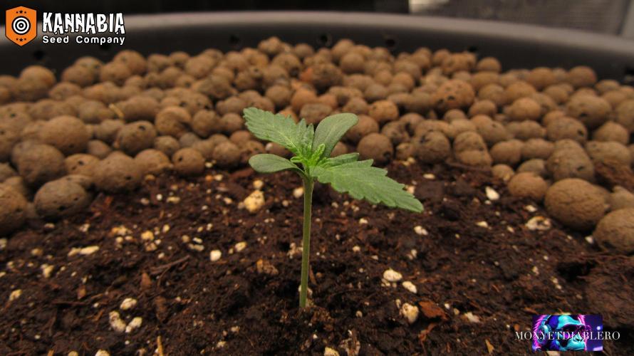 DosiDos 🍬 🥜 🍋 🌿 🍪. Week 1 - Day 7