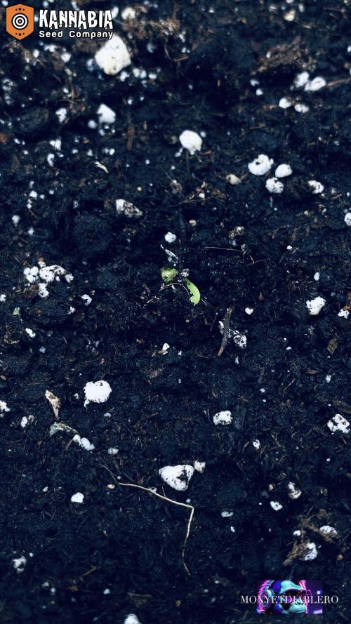 DosiDos 🍬 🥜 🍋 🌿 🍪. Week 1 - Day 1