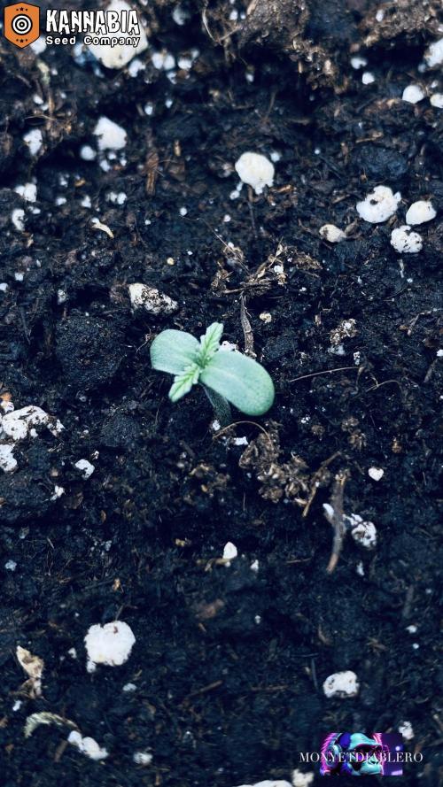 DosiDos 🍬 🥜 🍋 🌿 🍪. Week 1 - Day 2