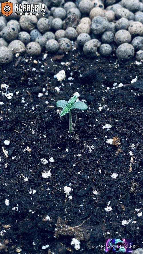 DosiDos 🍬 🥜 🍋 🌿 🍪. Week 1 - Day 3