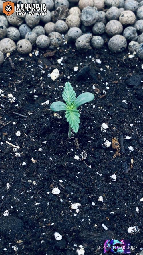 DosiDos 🍬 🥜 🍋 🌿 🍪. Week 1 - Day 4
