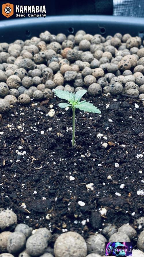 DosiDos 🍬 🥜 🍋 🌿 🍪. Week 1 - Day 5