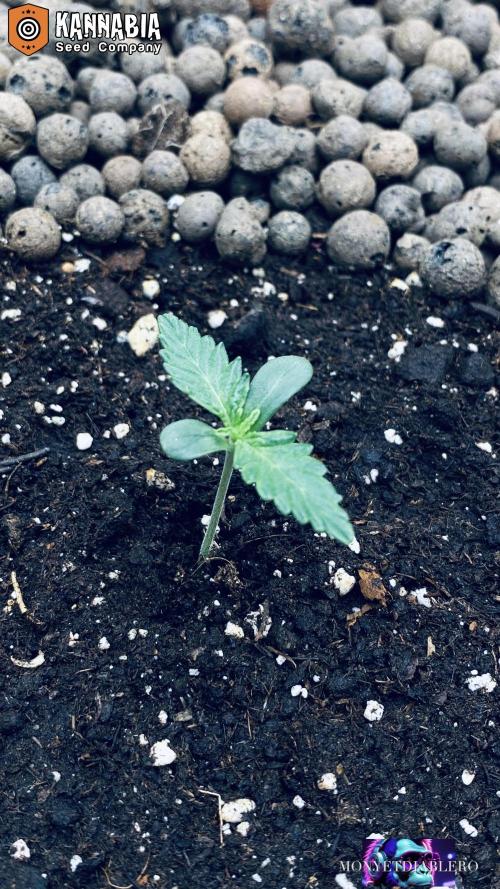 DosiDos 🍬 🥜 🍋 🌿 🍪. Week 1 - Day 6